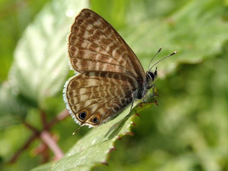 Leptotes pirithous (Linnaeus, 1767)